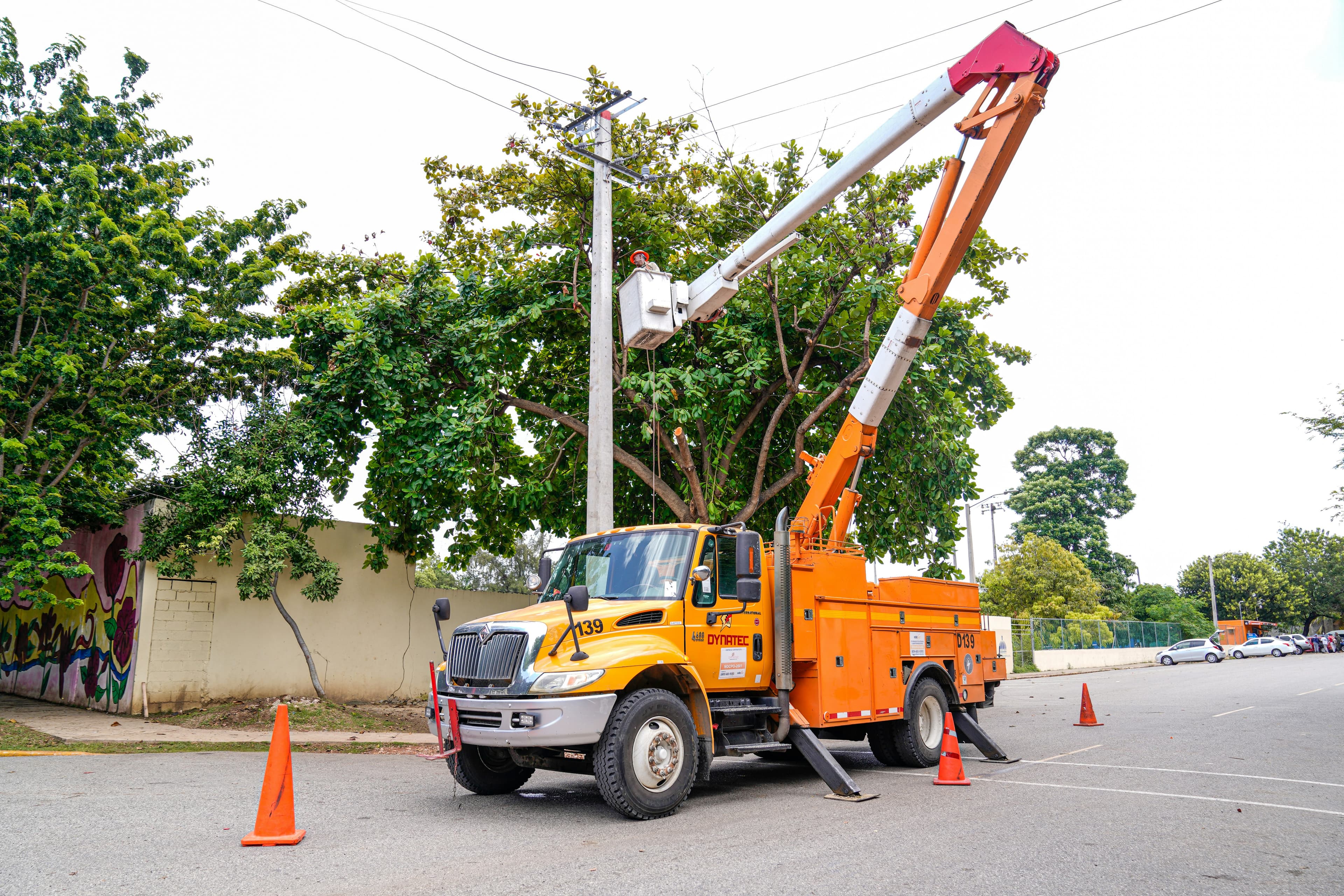 Tree service professionals at work