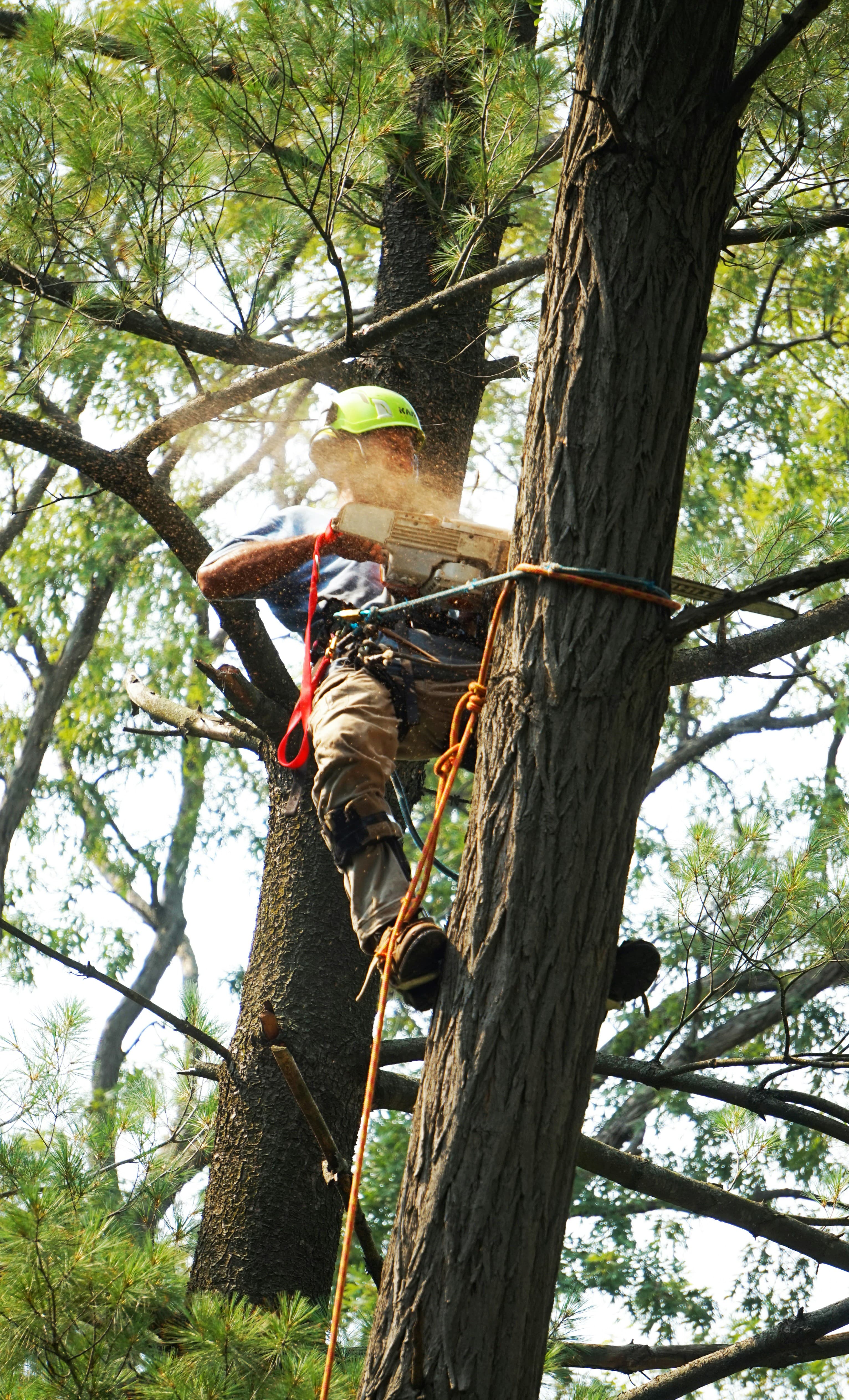 Emergency Tree Service